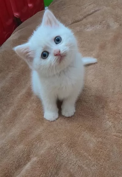Yakışıklı Prens Kediler