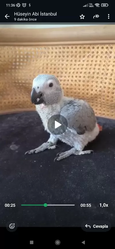 El Besleme Jako Papağani