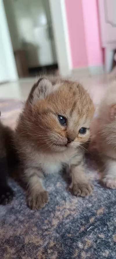 British Shorthair Tabby