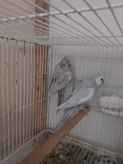 Harika Garantili Takımlar