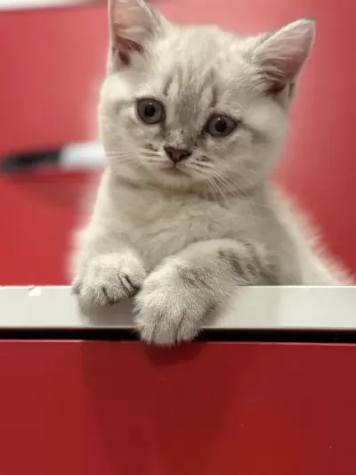 Uygun British Shorthair Mavi Gözlü Son Bebekler
