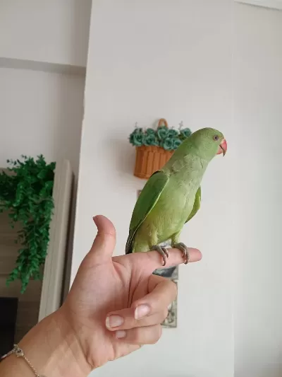 Beş Aylık Oyuncul Ele Alışık Pakistan Papağanı