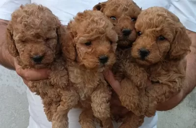 Kaliteli Poodle Yavrular
