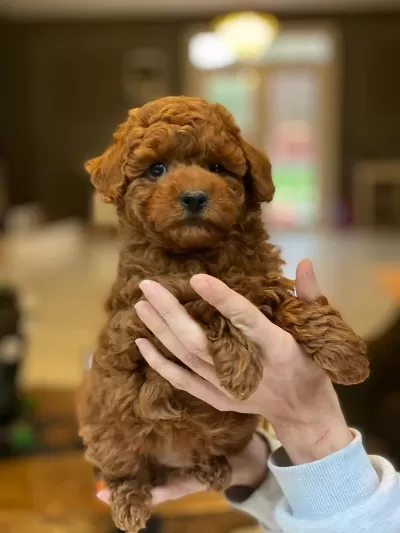 Toy Poodle Bebeklerimiz Üst Kalite