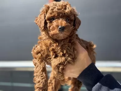 Profesyonel Ruhsatlı Çiftlikden Toy Poodle Yavrular