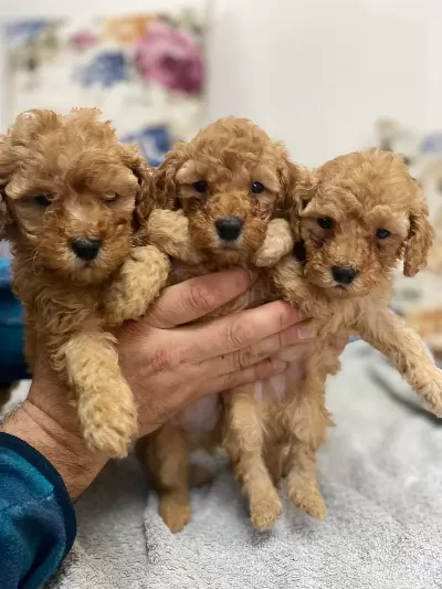 Harika Poodle Yavruları Sizi Bekliyor!