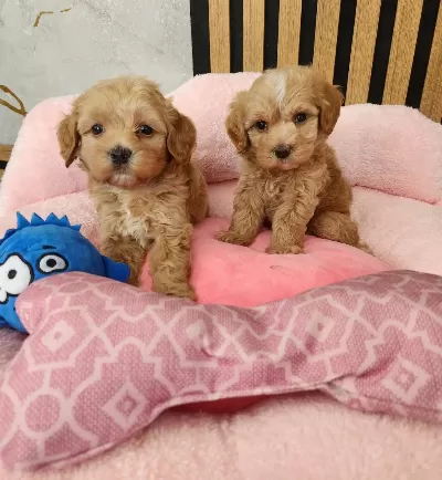 Maltipoo Yavrularimiz
