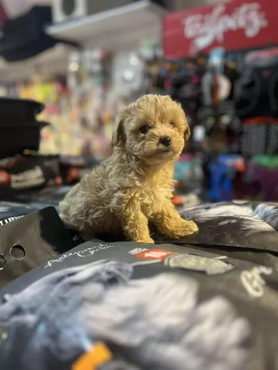 Orjinal Hipoalerjenik Teacup Maltipoo