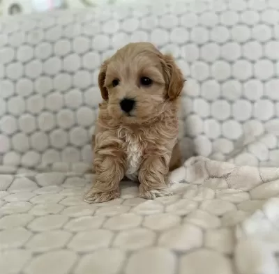 Maltipoo Yavrularimiz