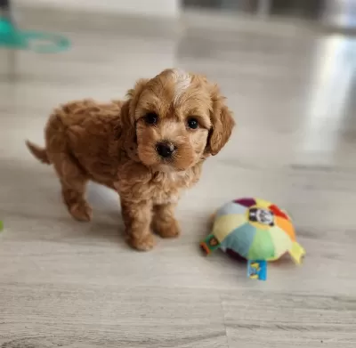 Maltipoo Yavrularimiz