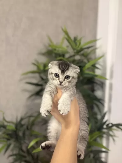 Scottish Fold Ayi Surat Yavrularim