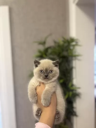 Sevimli British Shorthair Yavrularim