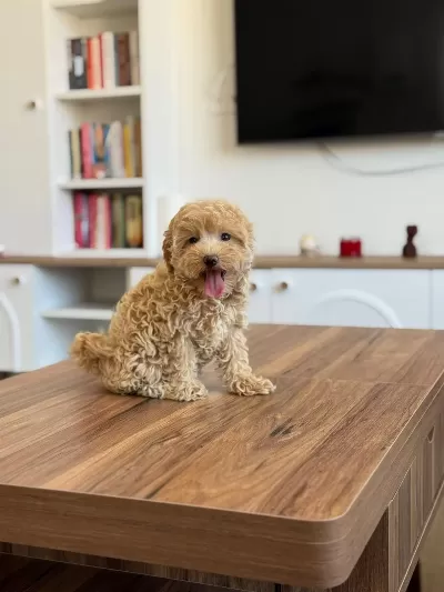 Orjinal Kore Teacup Maltipoo Bebekler
