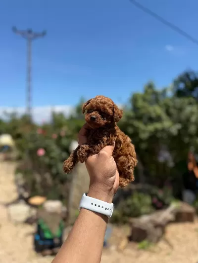Safkan Orjinal Kore Teacup Poodle