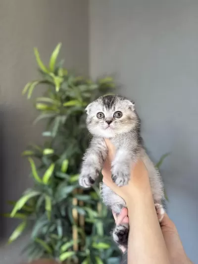 Scottish Fold A Kalite Yavrularim