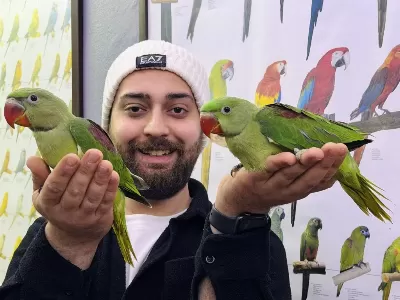 Bebek İskender Alexander Papağani Yavrularimiz