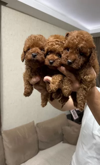 Red Brown Toy Poodle Bebekler