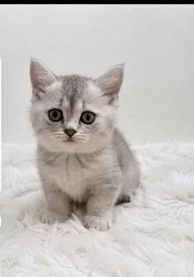 Silver Point British Shorthair Bebeğim