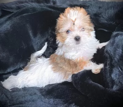 Tea Cup Morkie Yavrularımız Wc Eğitimli