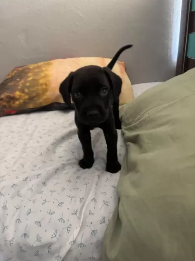 Dünyalar Tatlısı Güçlü Ve Asıl Cane Corso
