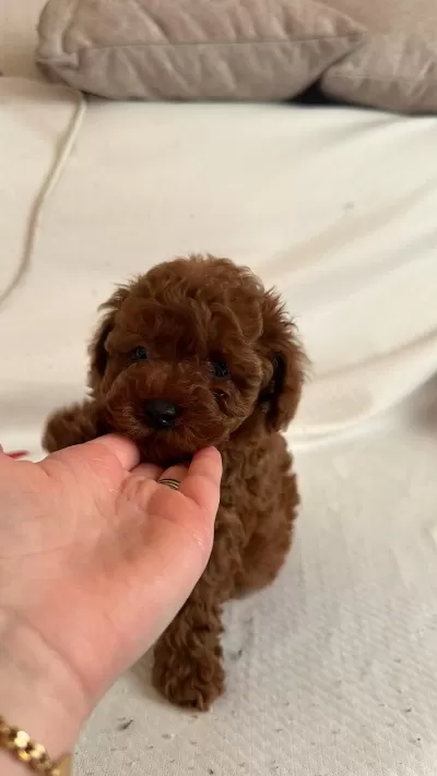 Red Brown Toy Poodle Yavrular