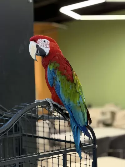 Kirmizi Ara Macaw Yavrusu Citypetshop