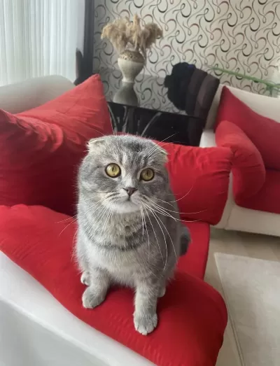 Ücretsiz Sahiplendirme Scottish Fold Kedisi
