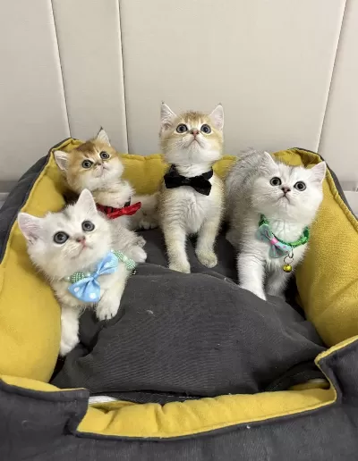 Kaliteli British Shorthair Bebekler Geldi