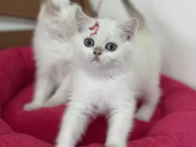 Nadir Olan Beyaz Mavi Gözlü British Shorthair Yavrular