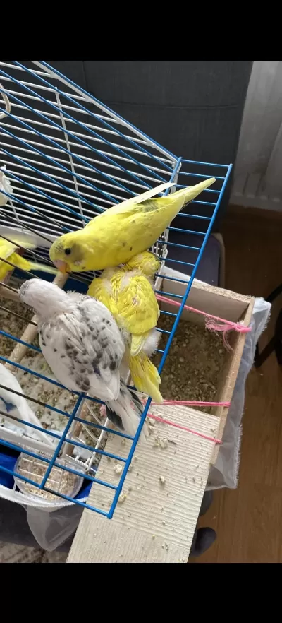 Yeni Yeme Düştü Muhabbet Kuşu