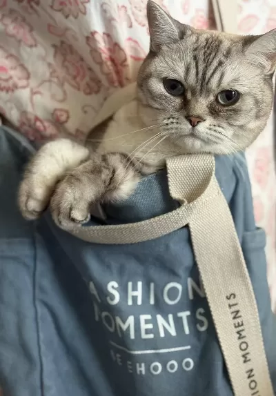Dişi British Shorthair Kedisi