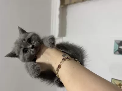 Badem Gözlü British Shorthair Yeni Yuvasini Ariyor