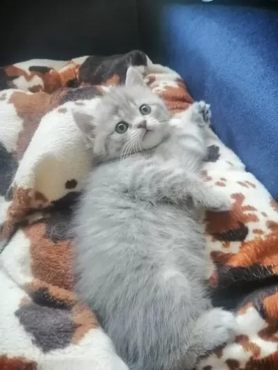 Pendik Evden Kedimiz