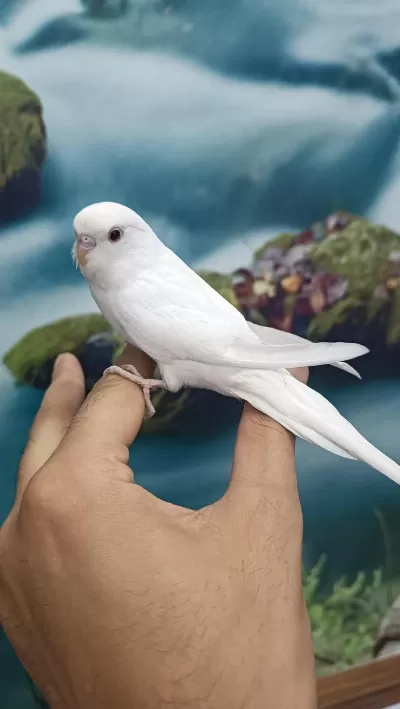 Harika Yavru Muhabbet Kuşu