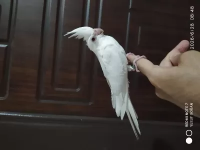 2 Yavru Sultan Papağanı Evcil