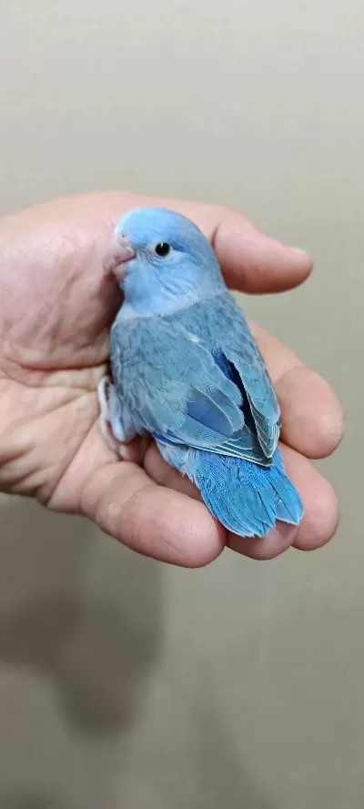Harika Forpus Erkek Bebek