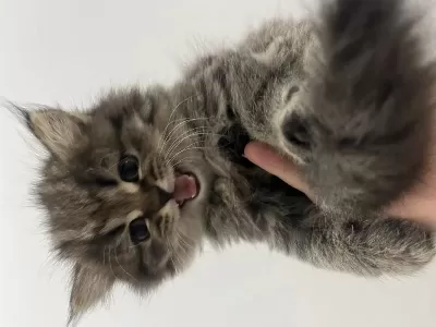 2 Aylık British Longhair Yavru