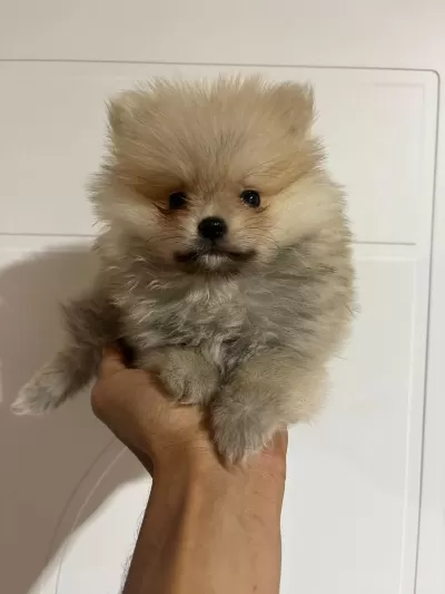 Harika Pomeranian Erkek Yavru