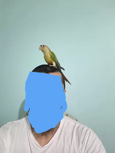 2 Aylık Yavru Konur Son 1 Tane Kaldı