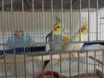 Sultan Papağanı Yavru Ve Damızlık Kuşlar