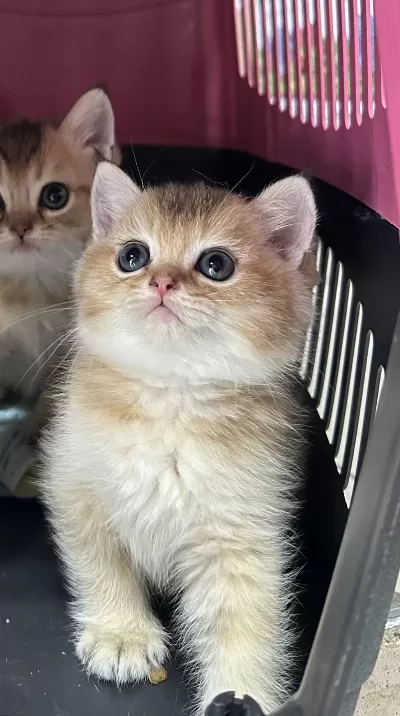 Golden British Shorthair Yavrularimiz