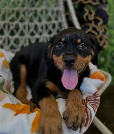 Afacan Rottweiler Bebekler Kapıda Ödeme Mevcuttur
