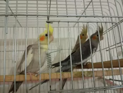 Damızlık Sultan Papağanları