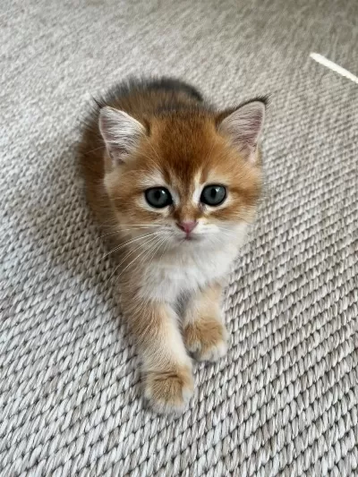 British Shorthair Golden Shaded 2 Aylık Yavru Dişi