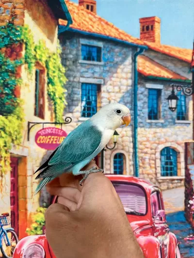 Cennet Papağani Yavrumuz (üst Mutasyon)