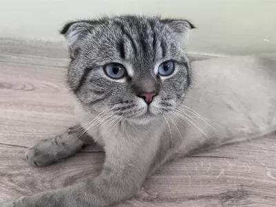 Kedimiz Scottish Fold 11 Aylık