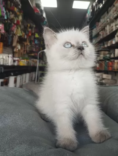 Erkek Ve Dişi Safkan British Shorthair Bebekler