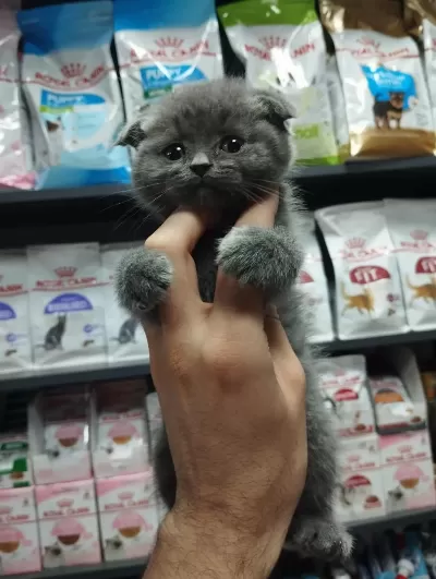 Dişi Ve Erkek Scottish Fold Bebekler