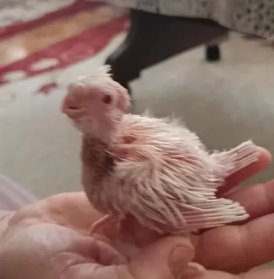 Yavrulu Yavrusuz Albino Sultan Papağanları