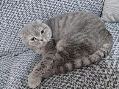 Sahiplendirilecek Scottish Fold Kedimiz